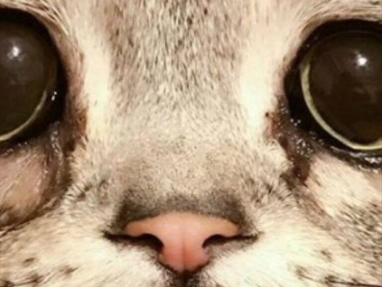 Gato causa furor en redes sociales por su expresiva, tierna y triste cara