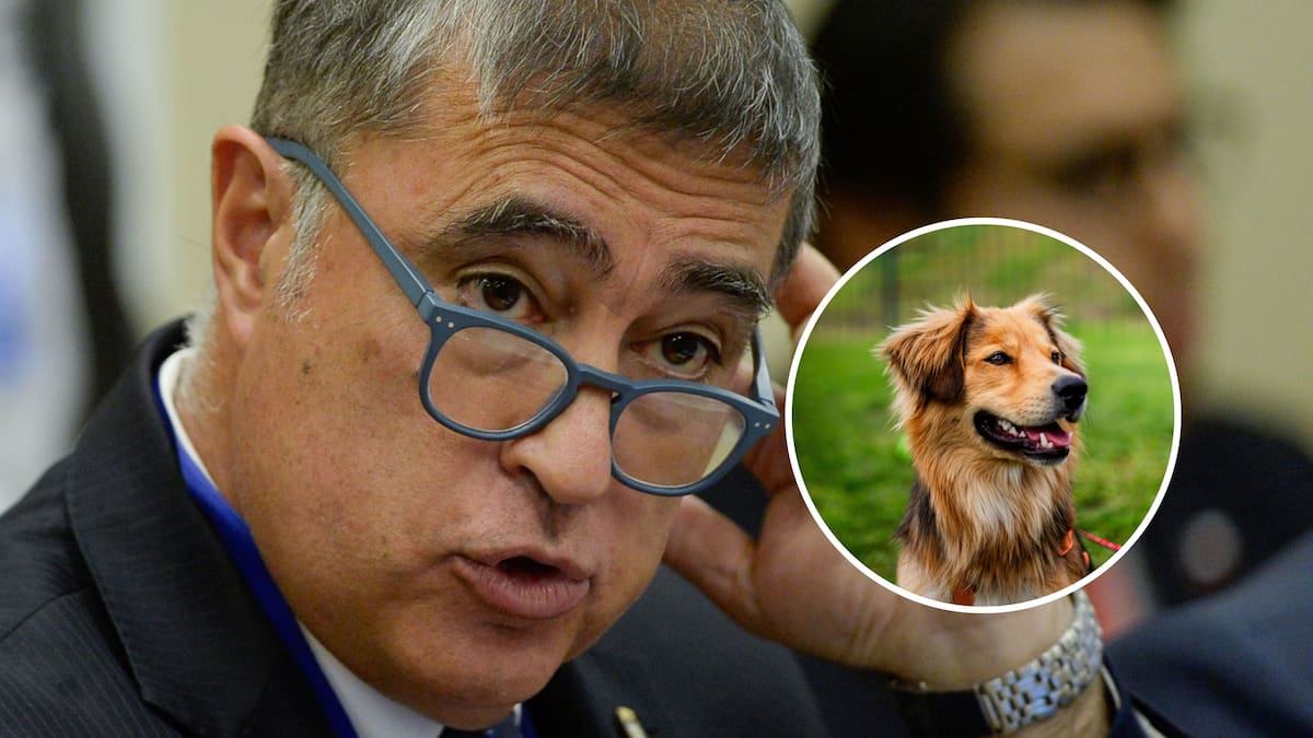 Municipio de Santiago adopta a “Morocho”, pero agrupación carga contra Desbordes: “Tenemos una familia para él”