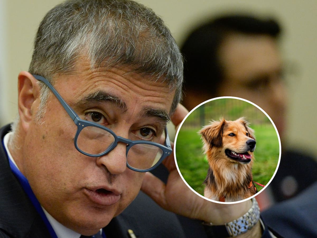 Municipio de Santiago adopta a “Morocho”, pero agrupación carga contra Desbordes: “Tenemos una familia para él”