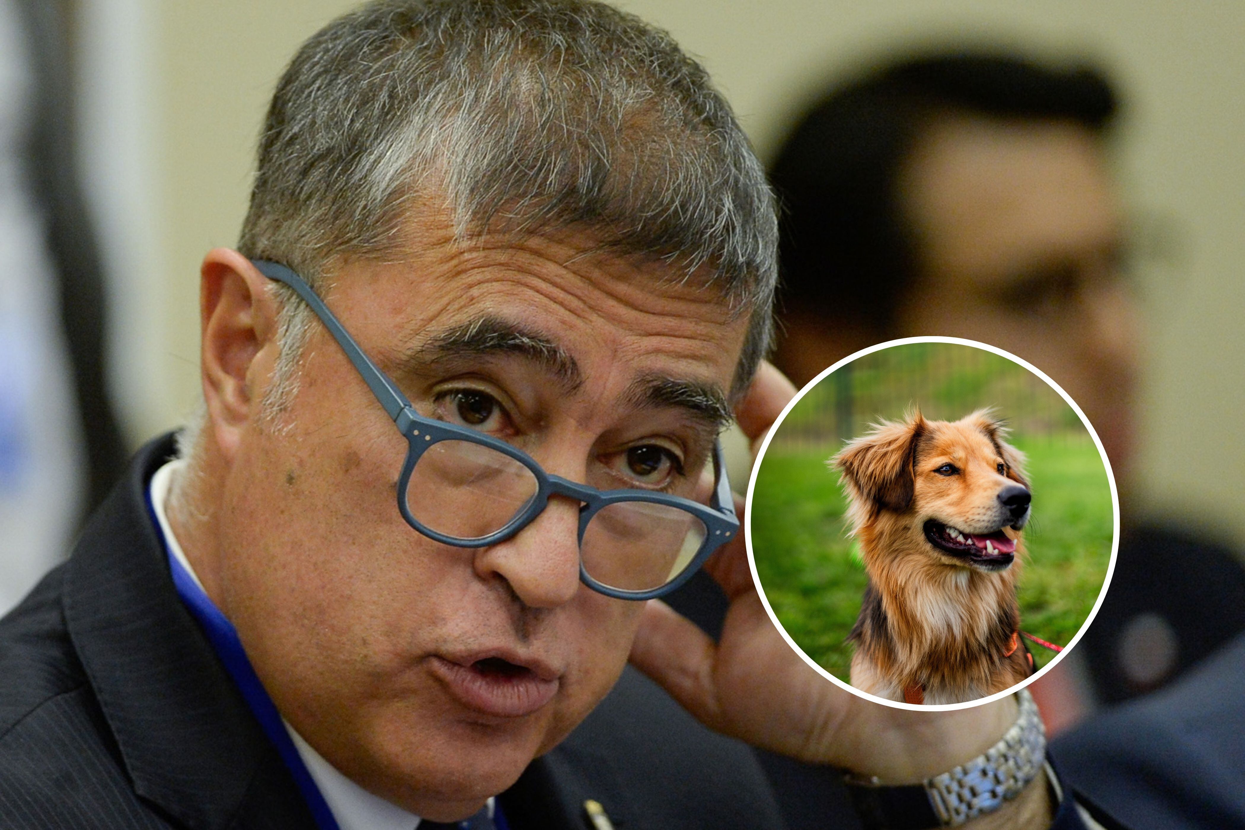 Municipio de Santiago adopta a “Morocho”, pero agrupación carga contra Desbordes: “Tenemos una familia para él”