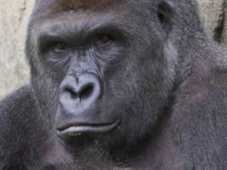 Un cheeto fue subastado en 100 mil dólares