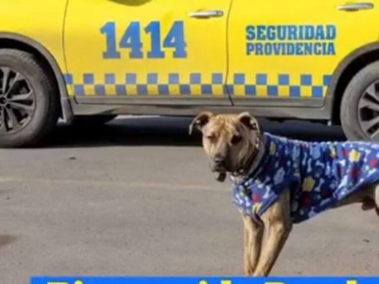Así es la nueva vida de Pandemia, el perro rescatado por la Municipalidad de Providencia durante la crisis sanitaria