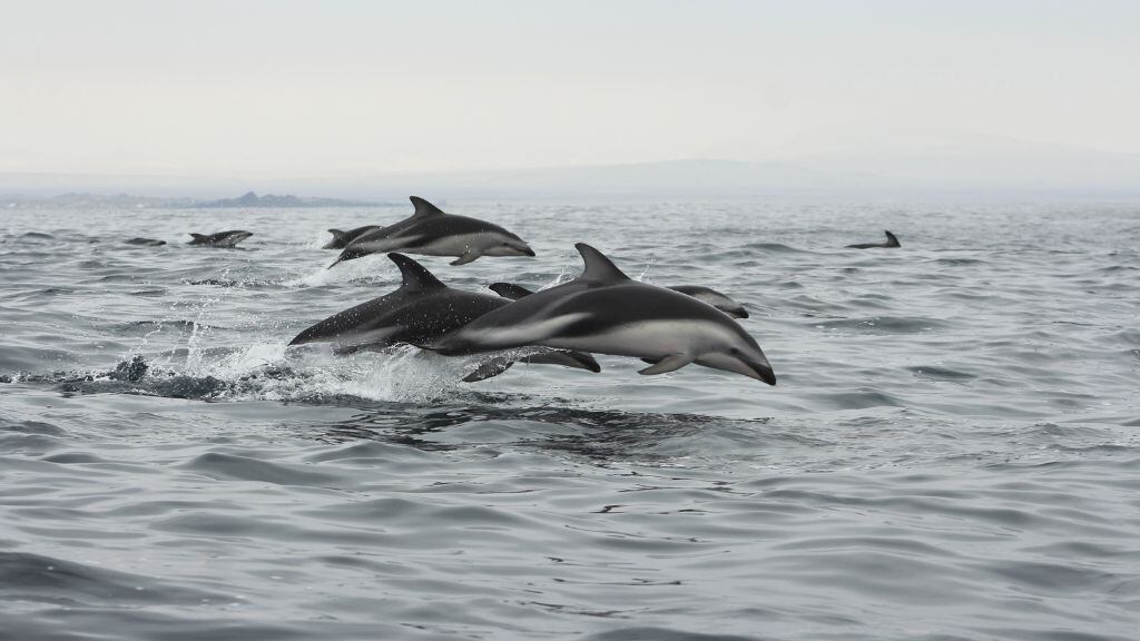 Archipiélago de Humboldt, 1024x576 jpg ok,