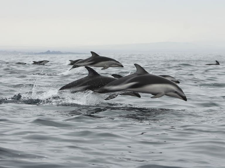 Archipiélago de Humboldt, 1024x576 jpg ok,