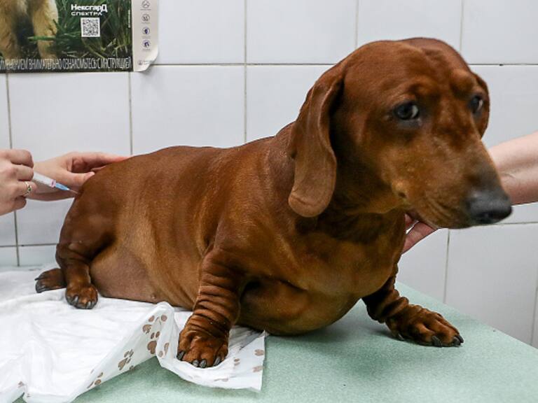 Declaran alarma por bacteria mortal que afecta a los perros: tiene potencial epidémico