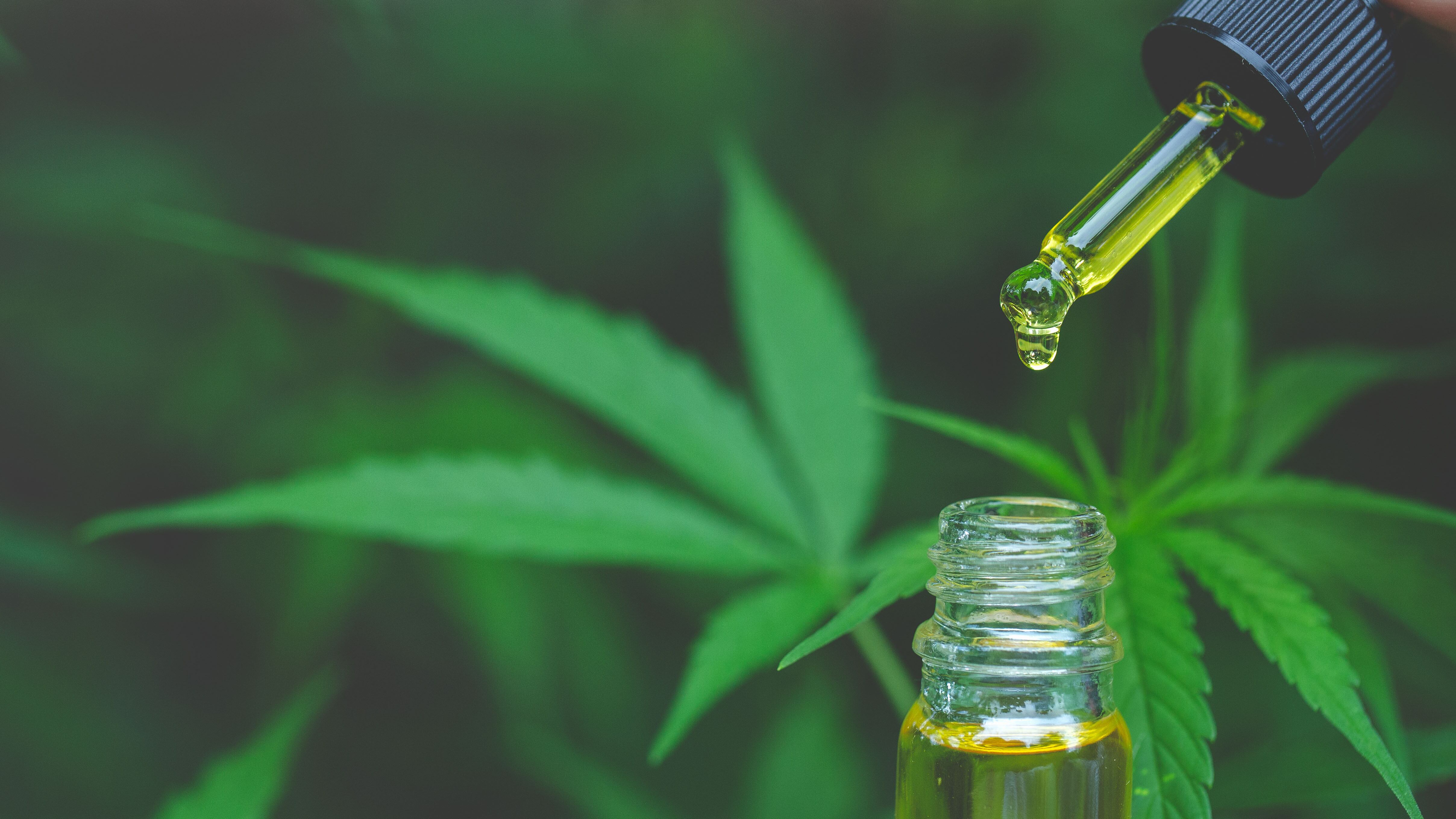 Hand holding bottle of Cannabis oil in pipette, Hemp oil, medical marijuana concept, CBD cannabis OIL. hemp product.