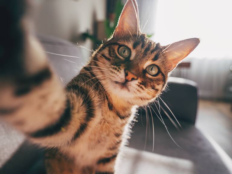 Este es el secreto para poder comunicarte con tu gato, según expertos