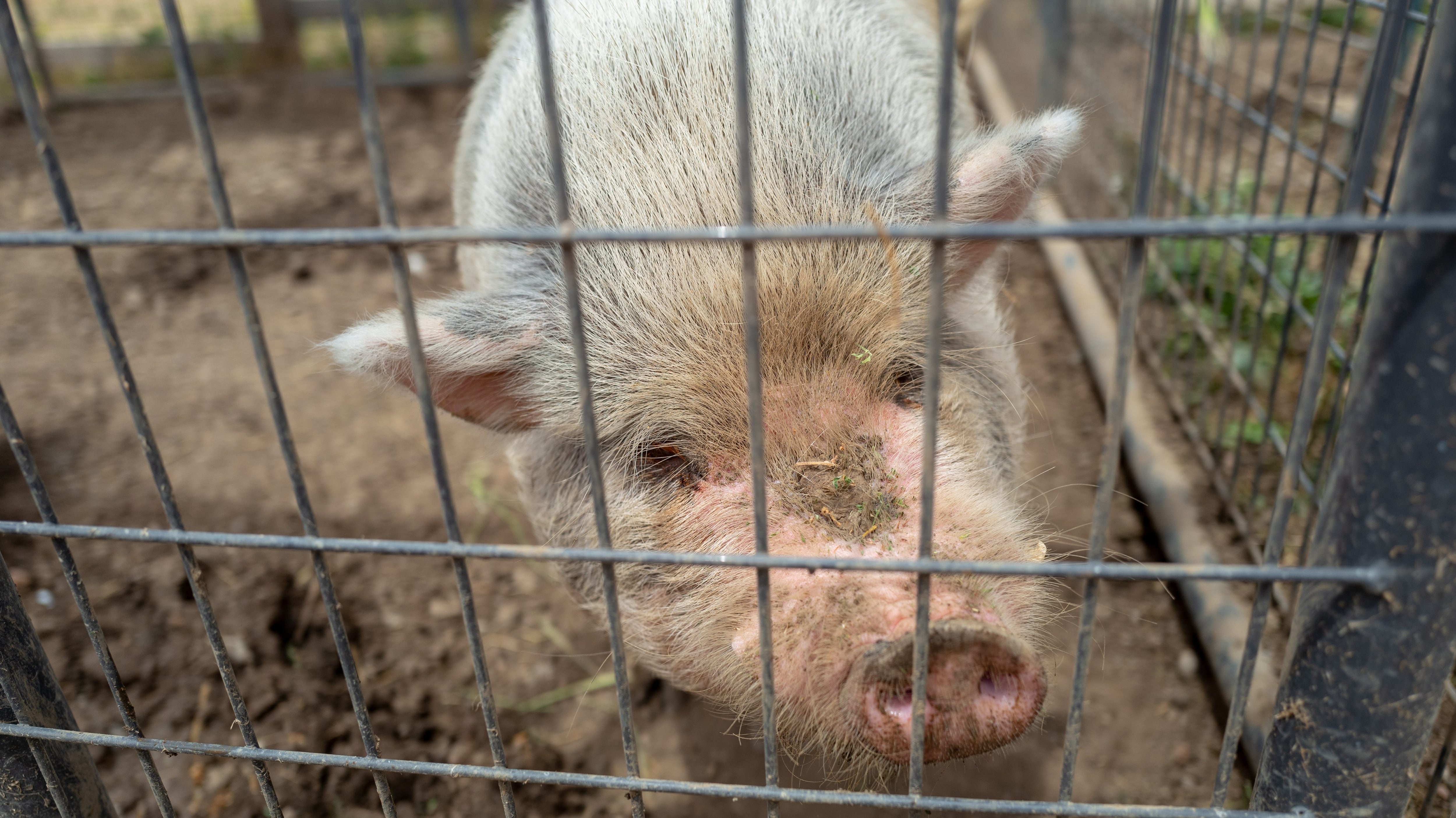 Close-up of pig on a farm in an agricultural area of Gilroy, California, May 31, 2020. (Photo by Smith Collection/Gado/Getty Images)