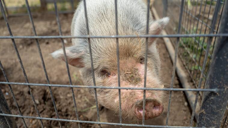 Close-up of pig on a farm in an agricultural area of Gilroy, California, May 31, 2020. (Photo by Smith Collection/Gado/Getty Images)