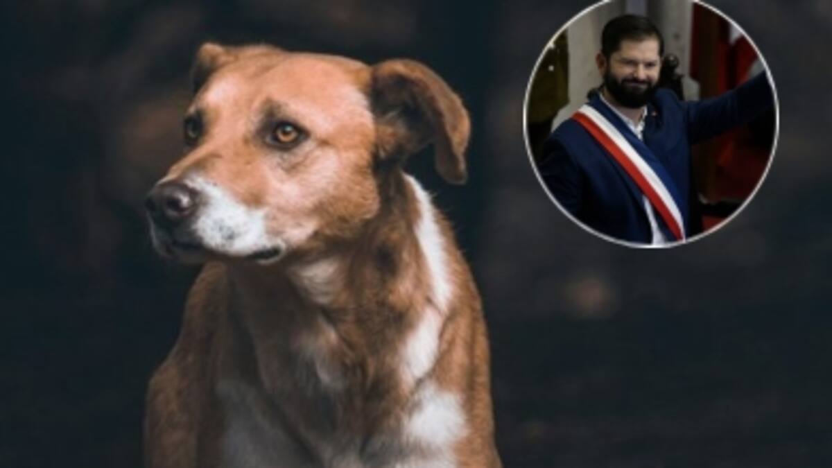 Presidente Boric anuncia plan piloto para cementerios municipales de mascotas y refuerzo a ley contra maltrato animal