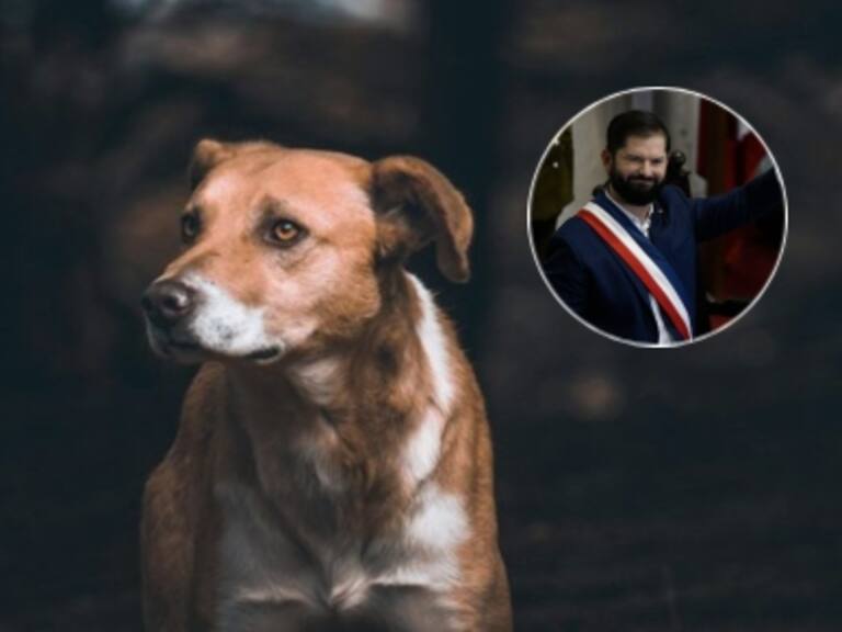 Presidente Boric anuncia plan piloto para cementerios municipales de mascotas y refuerzo a ley contra maltrato animal
