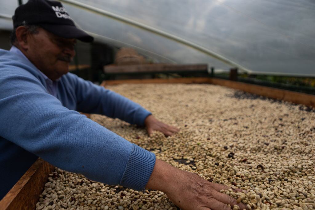 Una partida de granos de café en el municipio de Machetá en Colombia