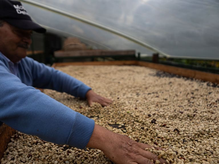 Una partida de granos de café en el municipio de Machetá en Colombia