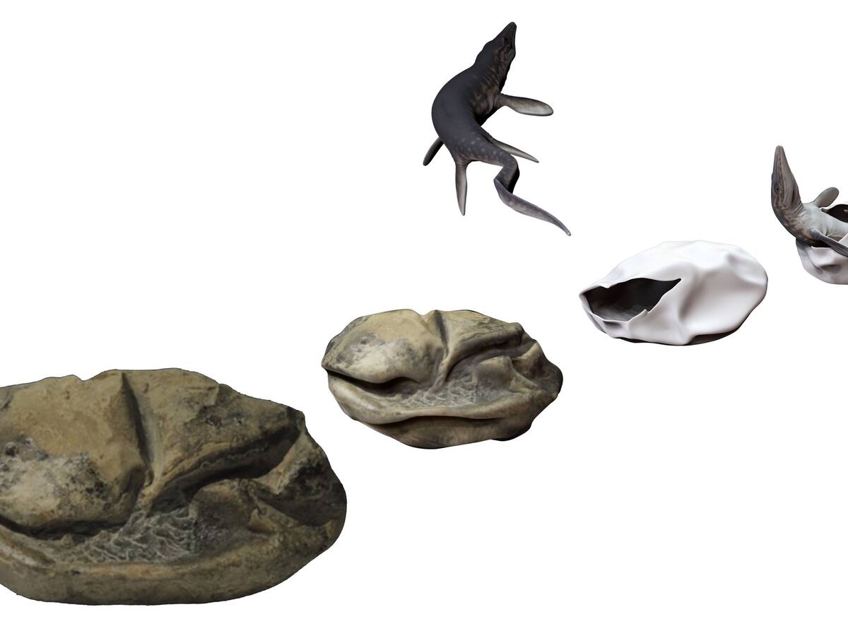 Investigadores descubren que fósil que se parecía a «La Cosa» es el huevo de la era de los dinosaurios más grande del que se tenga registro