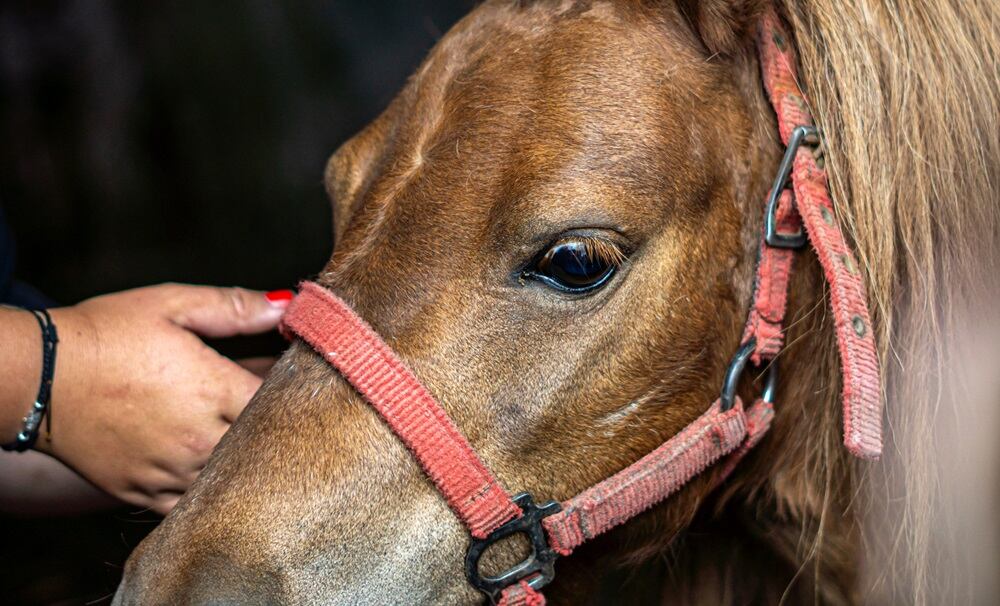 head of a brown pony