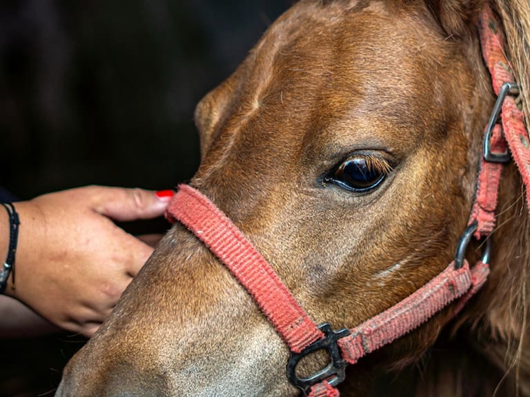 head of a brown pony