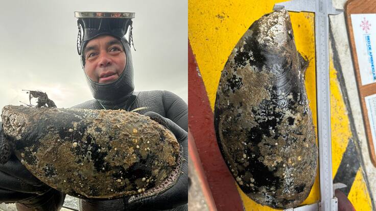 Hallazgo de choro gigante: esto es lo que pesa y mide el sorprendente ejemplar marino de Los Ríos