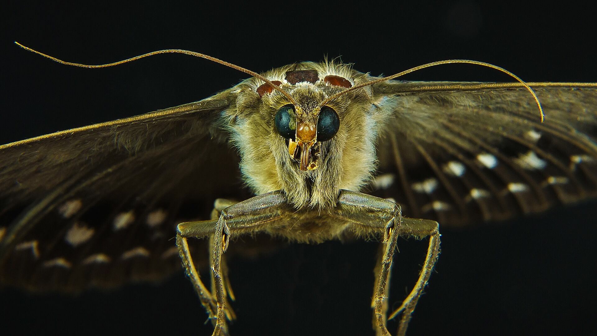 Polilla