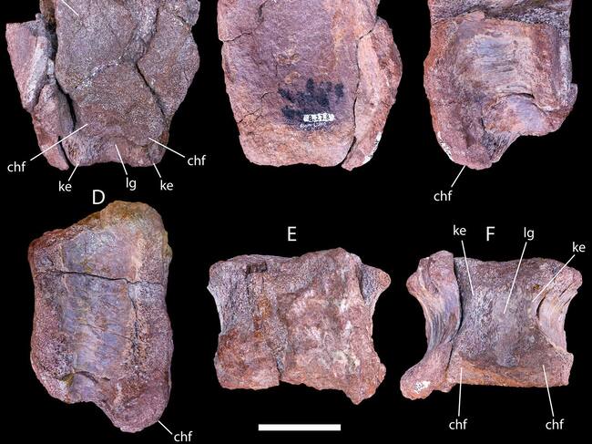 La vértebra hallada en 1988 en el Desierto de Atacama | Imagen extraída de Uchile