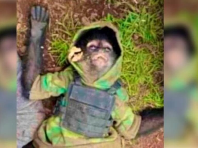 Hallan muerto a mono con chaleco antibalas tras redada policial a narcos en México