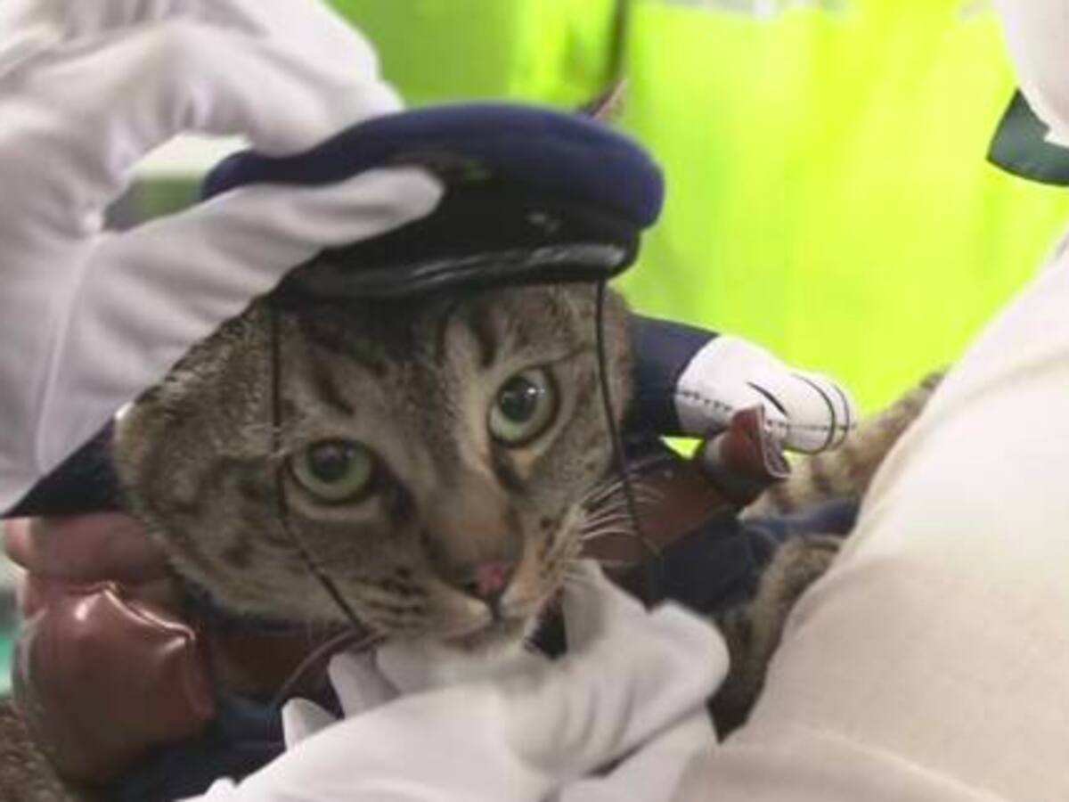 Koko-Chan: La increíble historia del gato héroe que se convirtió en jefe de policía en Japón