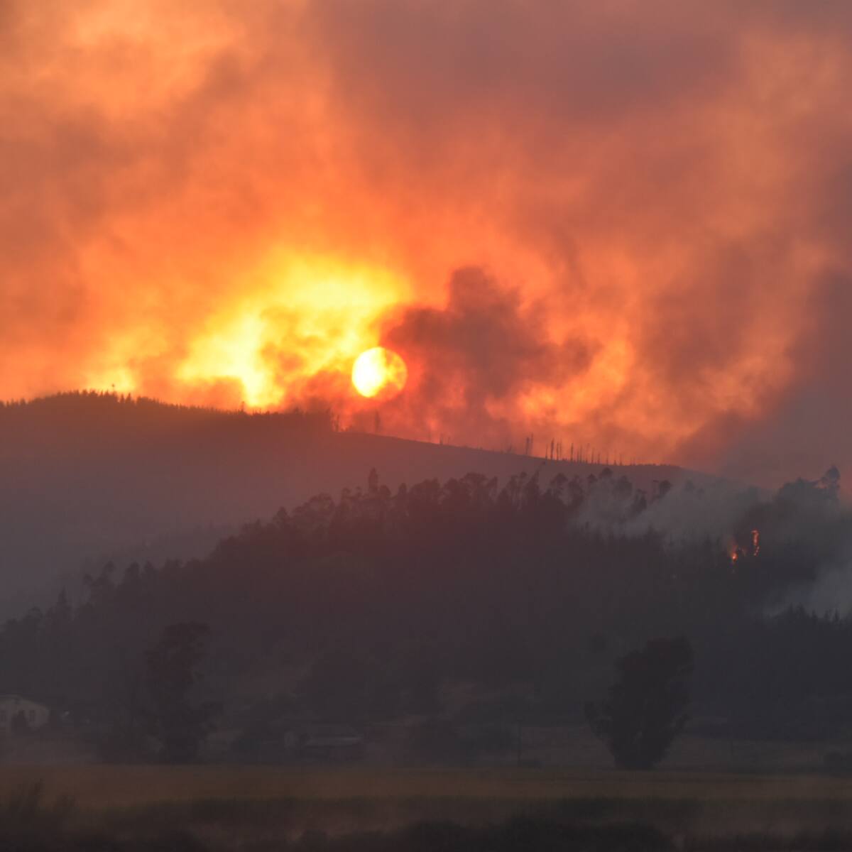 Incendios forestales en La Araucanía: fuego ha destruido 1.627 hectáreas en la provincia de Cautín y 2.850 en Malleco