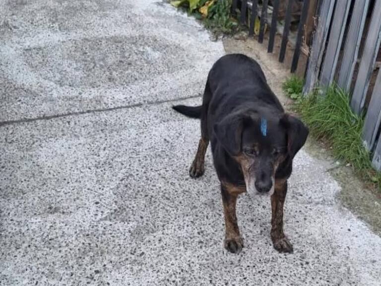 Instagram @patitasdeamor7