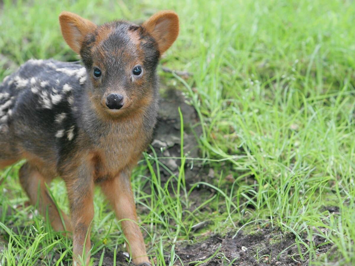 Carabineros rescató a Pudú atrapado en alcantarillado en Puerto Montt