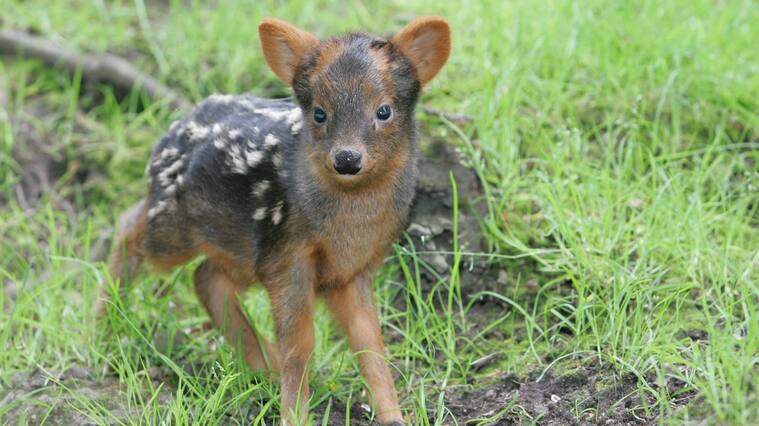 Pudú | Archivo Getty Images