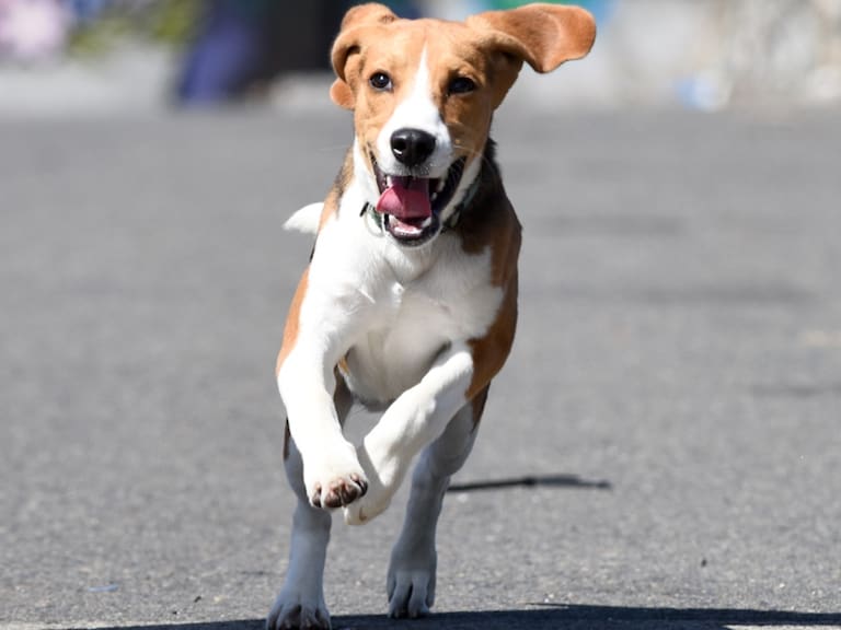 Comisión de Medio Ambiente despacha proyecto que reconoce a los animales como seres sintientes