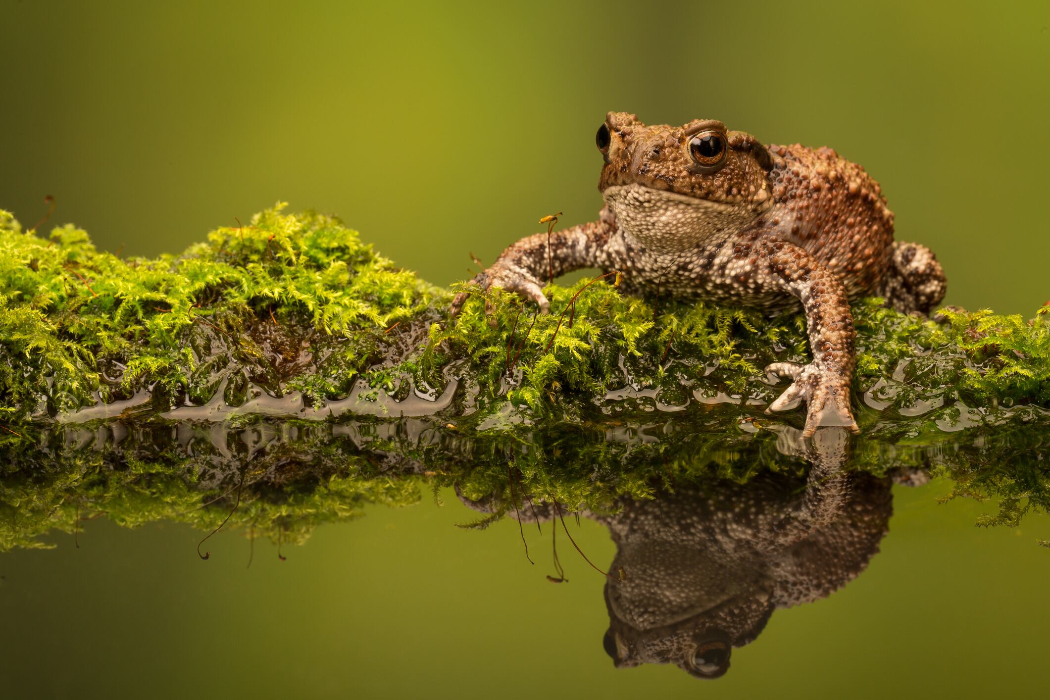 Sapo