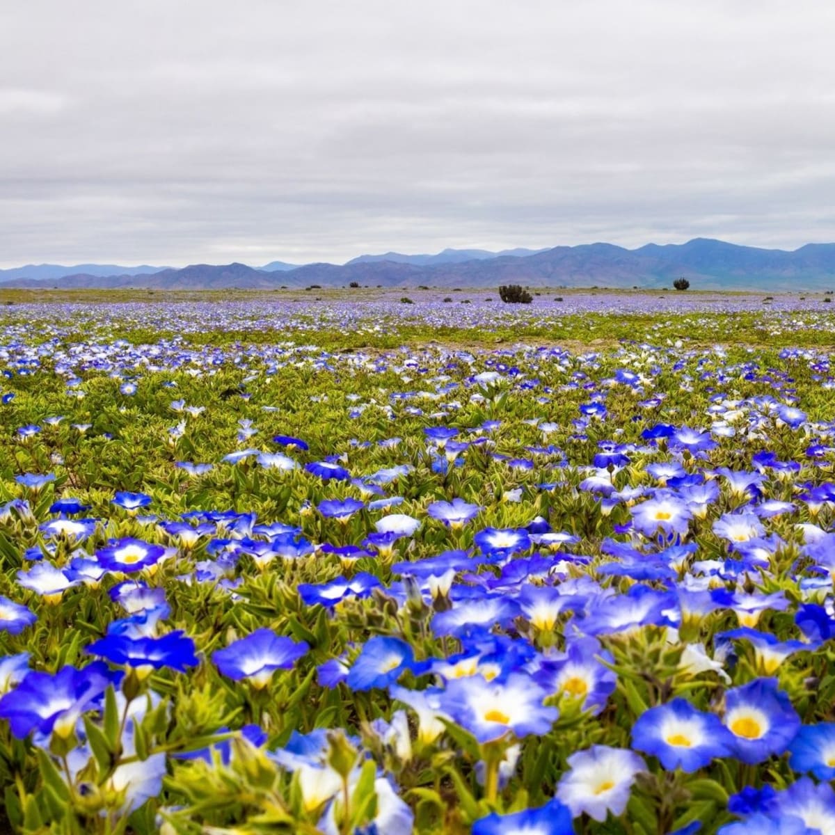 Polémica por el “Festival del Desierto Florido”: Evento de 12 horas genera alarma por posible daño irreparable a la flora y fauna nativa
