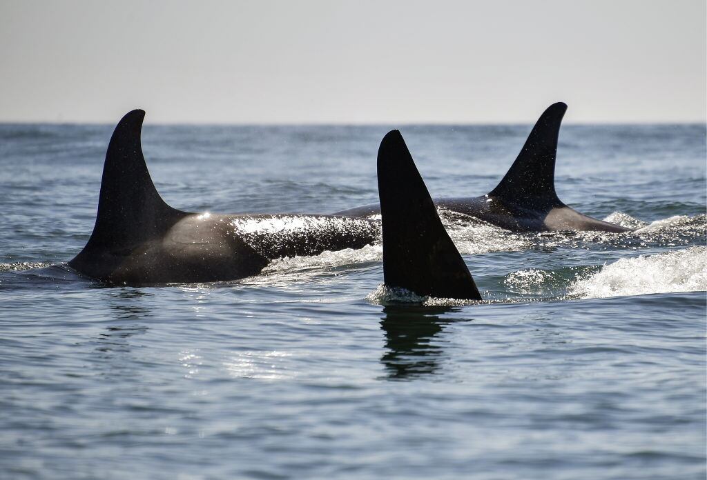 Un grupo de orcas en la bahía de Avacha ubicada en la provincia rusa de Kamchatka