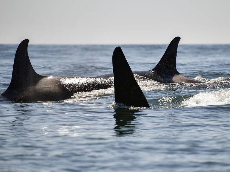 Un grupo de orcas en la bahía de Avacha ubicada en la provincia rusa de Kamchatka