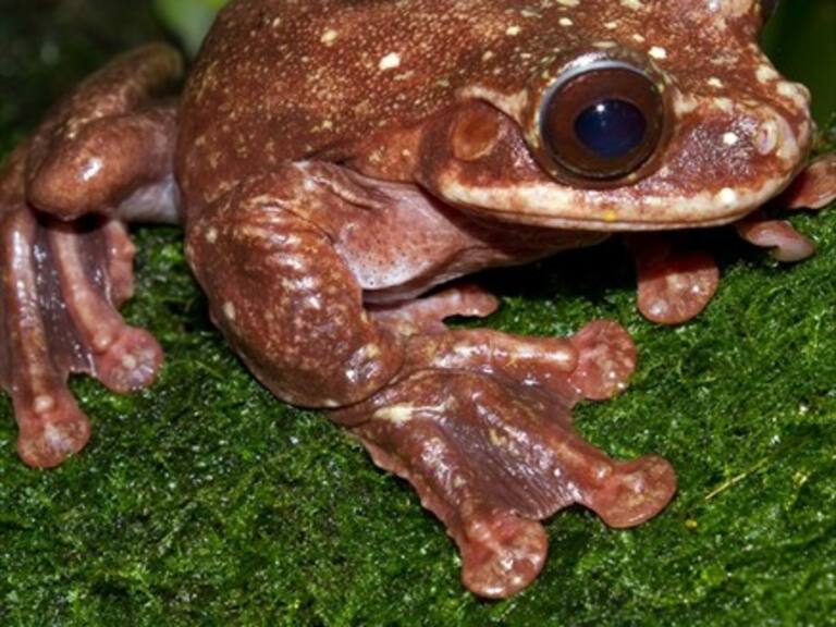 Científicos descubren una séptima forma de copular de las ranas