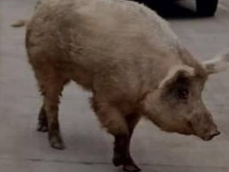 «Contaba con pase de movilidad»: Cerdo se volvió viral después de pasearse por Estación Central