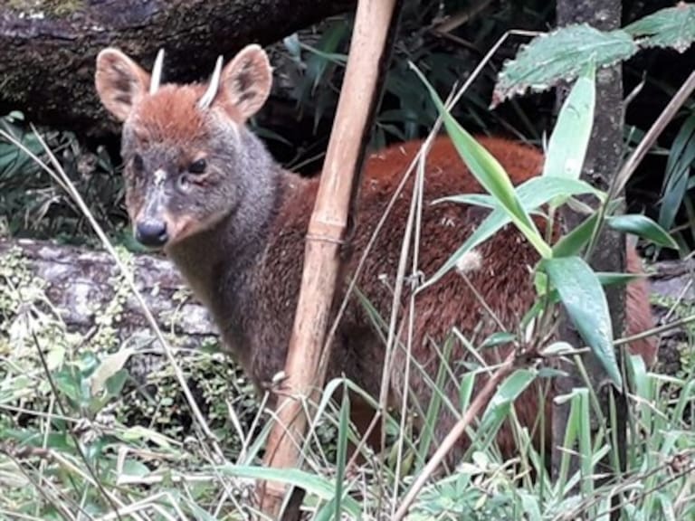 Valdivia: Pudúes vuelven a la vida silvestre luego de ser rescatados y rehabilitados
