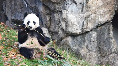 Panda recién nacido