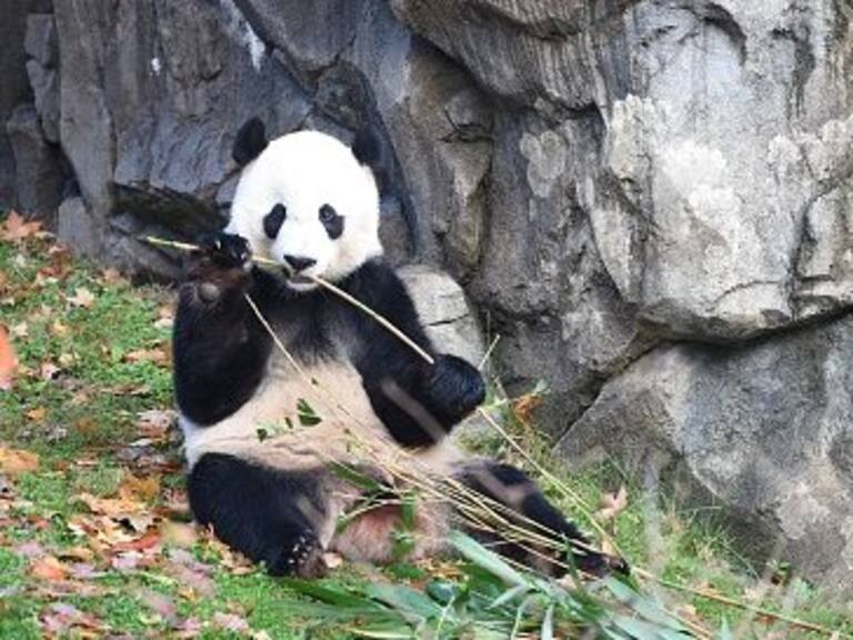 Panda recién nacido