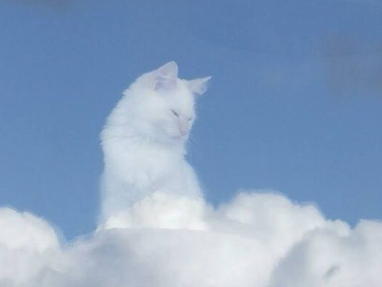 Twitter vía @couldcat28