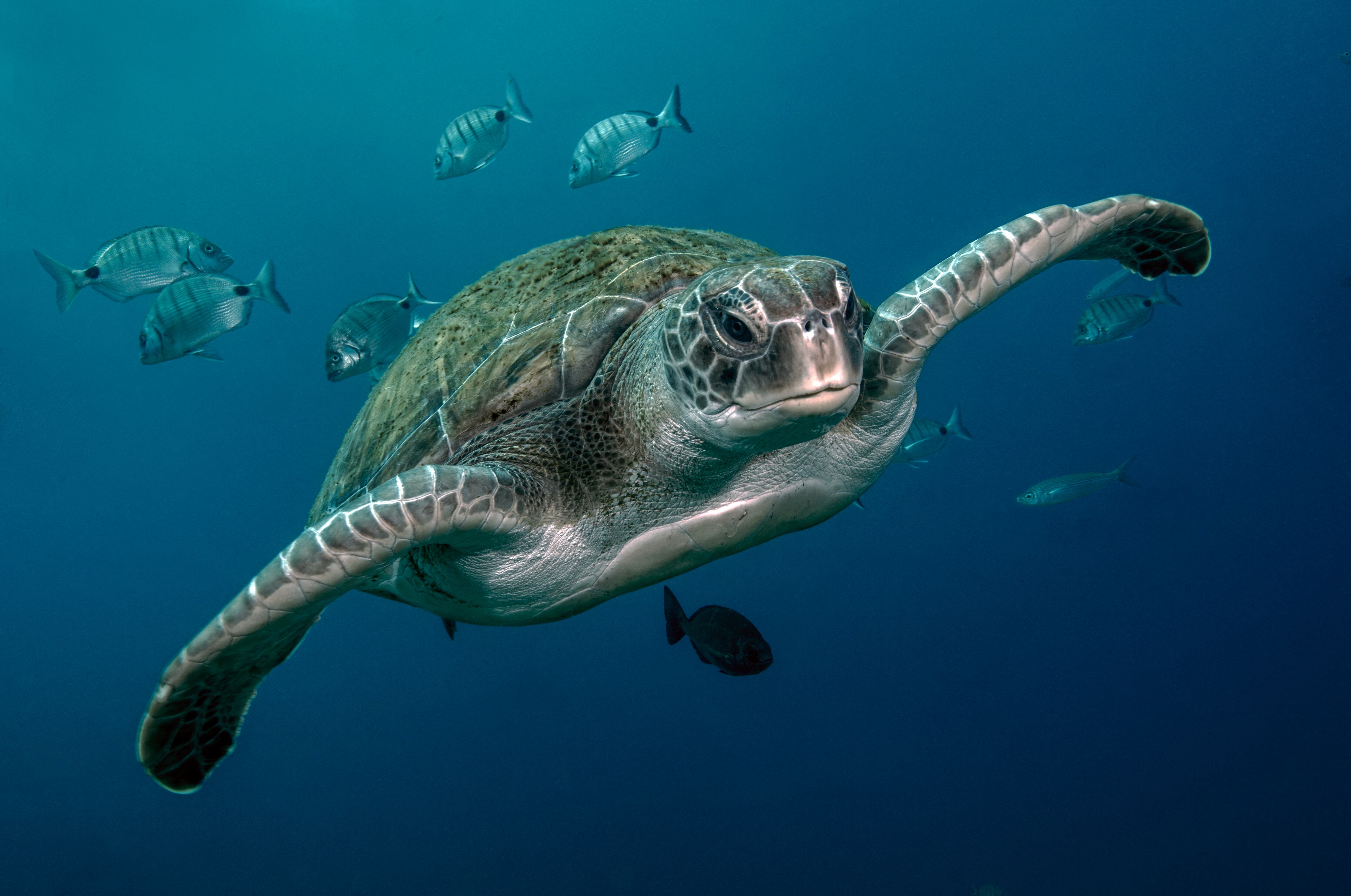 Tortuga verde