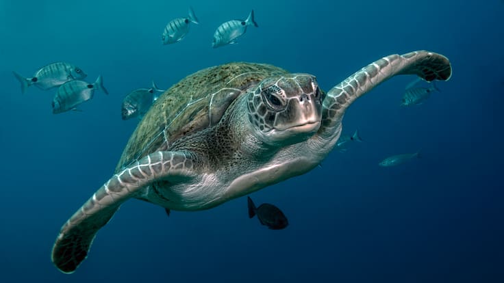 La tortuga verde sale de la lista de especies en peligro: el éxito más grande en conservación marina