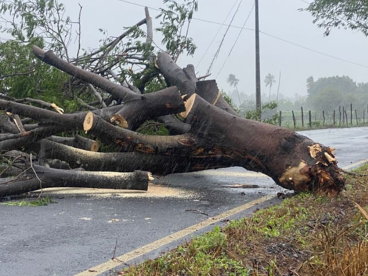 Tragedia en el sur de Chile: trabajador muere aplastado por árbol mientras realizaba labores por sistema frontal