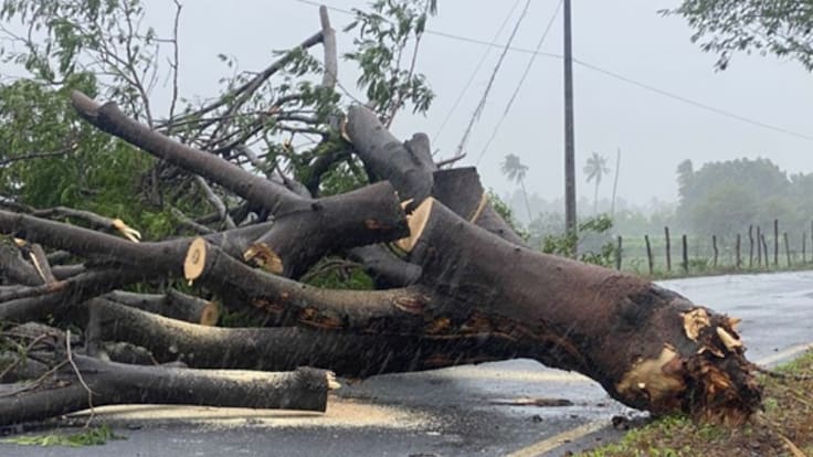 Tragedia en el sur de Chile: trabajador muere aplastado por árbol mientras realizaba labores por sistema frontal