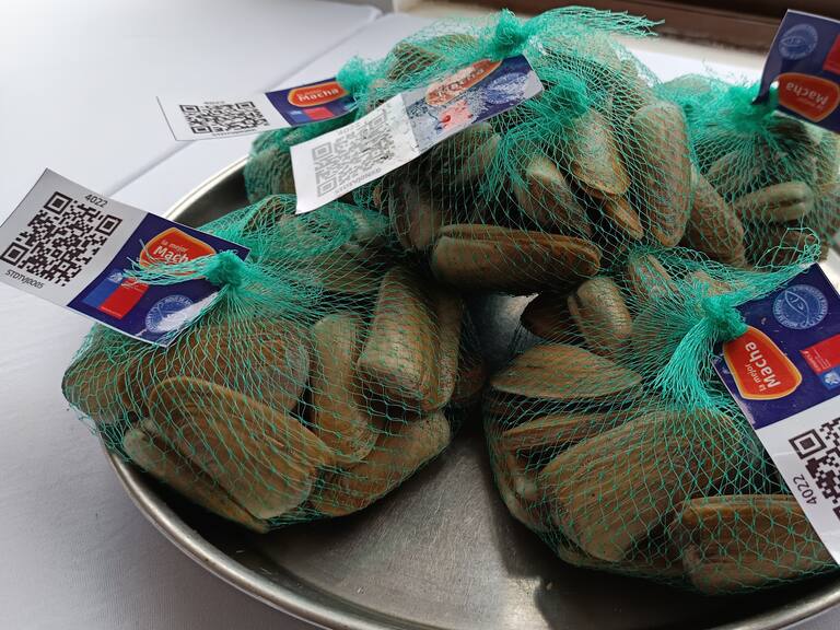 “La Mejor Macha”, el código QR está transformando la pesca artesanal en Chile: “Estamos construyendo confianza”