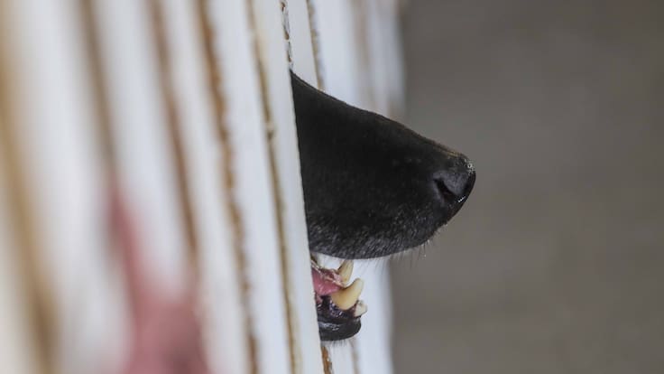 Mujer resulta con lesiones graves tras ataque de tres perros que ingresaron a su casa en Tomé