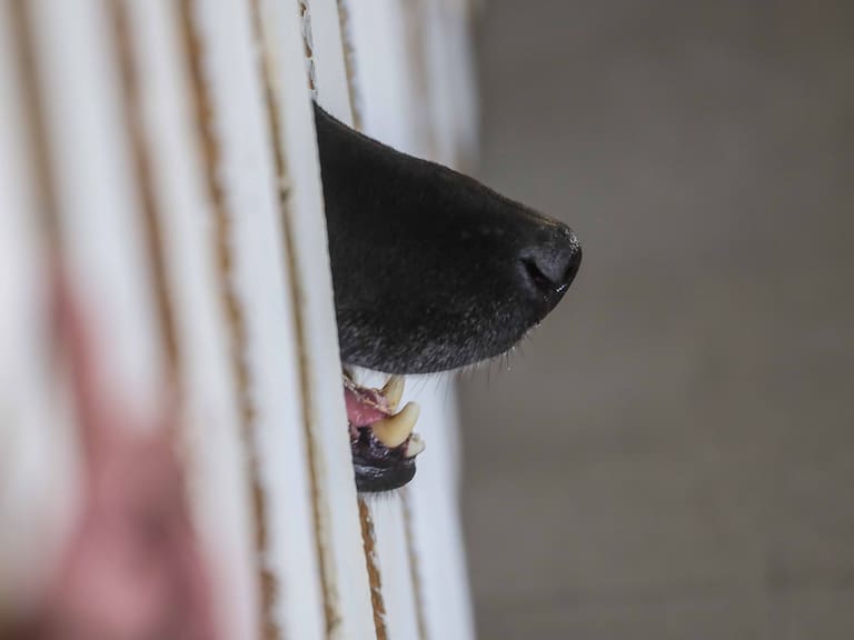 Niño de 5 años y a su abuela son atacados por tres perros pitbull en Conchalí