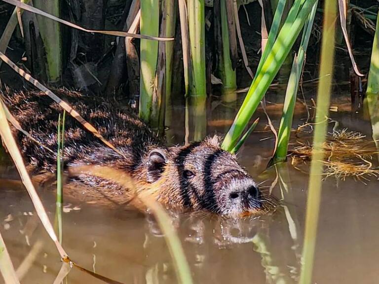 En Santiago Centro avistan un coipo en el río Mapocho: fue observado a las 10 de la mañana