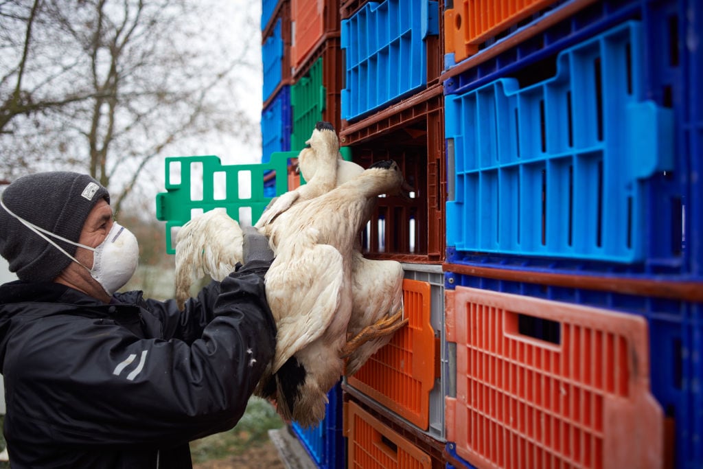 Un trabajador de una granja criadero de animales en Francia