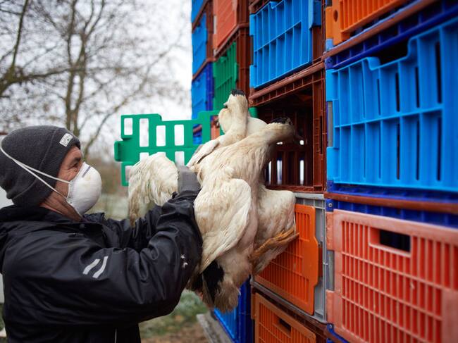 Un trabajador de una granja criadero de animales en Francia